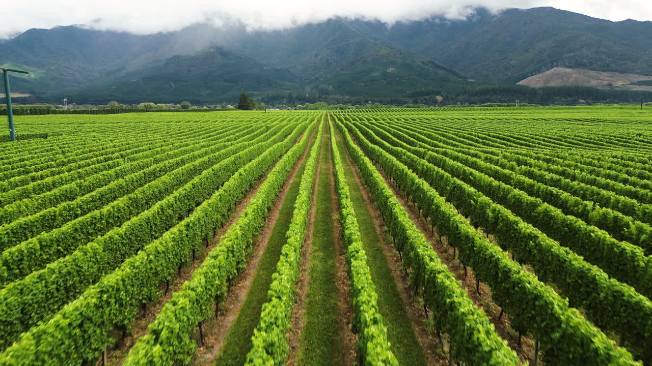 Winery aerial view in new Zealand , drone fly above wine field revealing scenic rural organic farm for wine production in nz