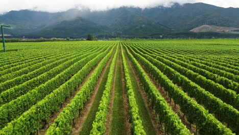 Winery-aerial-view-in-new-Zealand-,-drone-fly-above-wine-field-revealing-scenic-rural-organic-farm-for-wine-production-in-nz