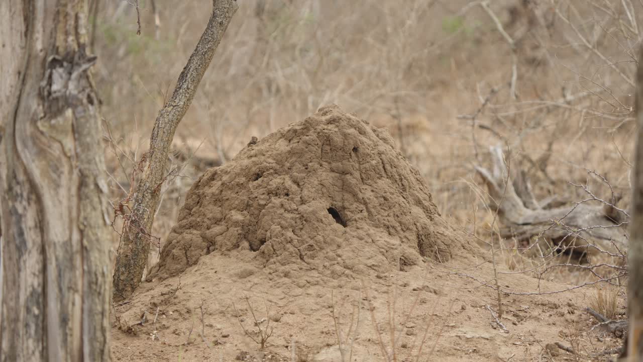 Termitstack bredvid trädstam i Kruger nationalpark, Sydafrika. Statisk vy av jordnäste i torr savannbuskmarksmiljö, naturdetalj och ekosystemkoncept.