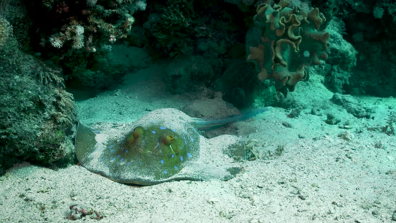 la raya venenosa de cola de cinta azul descansa sobre un arrecife de coral - toma submarina