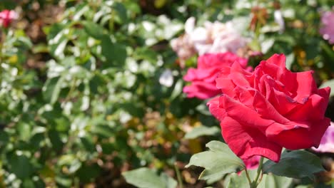 Breeding-farm-for-roses.-Breeding-roses