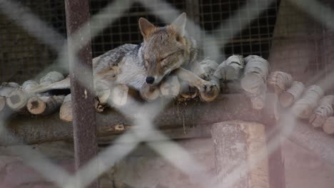 view of jackal sleeping inside a cage in a zoological park