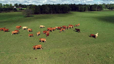 Luftaufnahme-Von-Grasenden-Braunen-Kühen-Auf-Grüner-Weide-In-Der-Wildnis-An-Sonnigen-Tagen