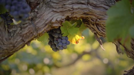 Racimo-De-Uva-Roja-Colgando-De-Un-Viñedo