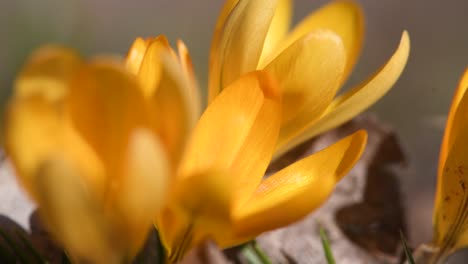 primer plano de las flores de crocus amarillas