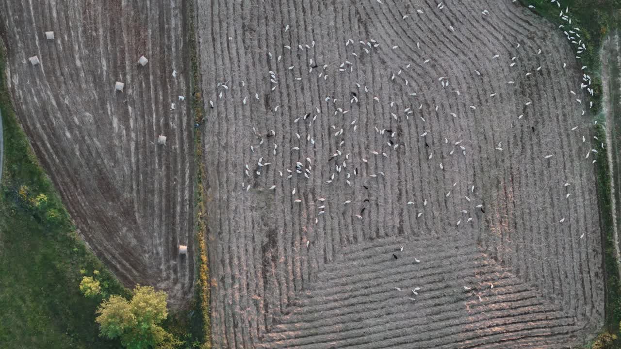 Sheeps grazing on a field