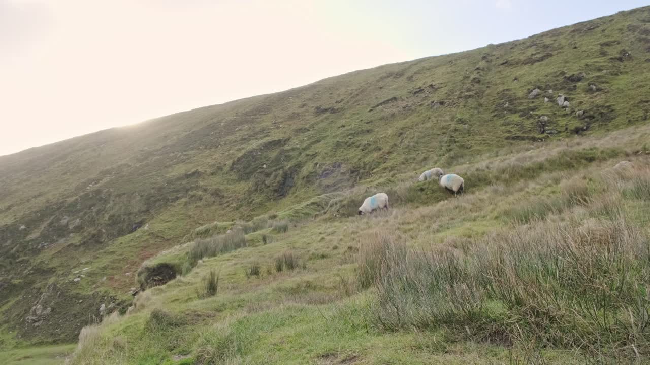 A bunch of sheep walking and grazing on a hill. Sun peaks over the mountain. Handheld camera shot with little movement.