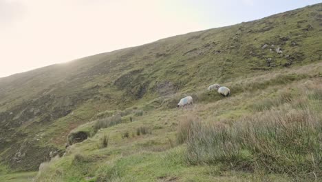 a bunch of sheep walking and grazing on a hill. sun peaks over the mountain. handheld camera shot with little movement.