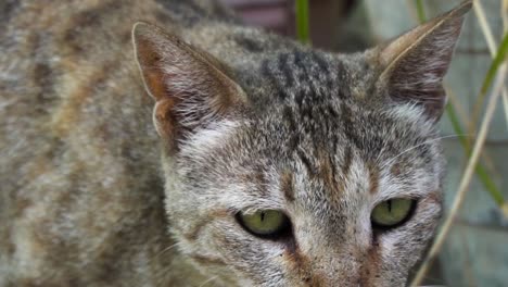 lindo gato macho común indio