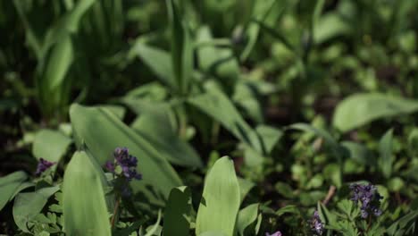 close-up of spring wildflowers and foliage