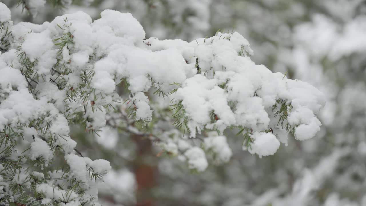ramas de pinos cubiertas de nieve fresca en el bosque noruego, mostrando los detalles intrincados de las agujas nevadas contra el telón de fondo invernal