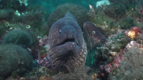 Two-moray-eels-together-close-up-between-rocks