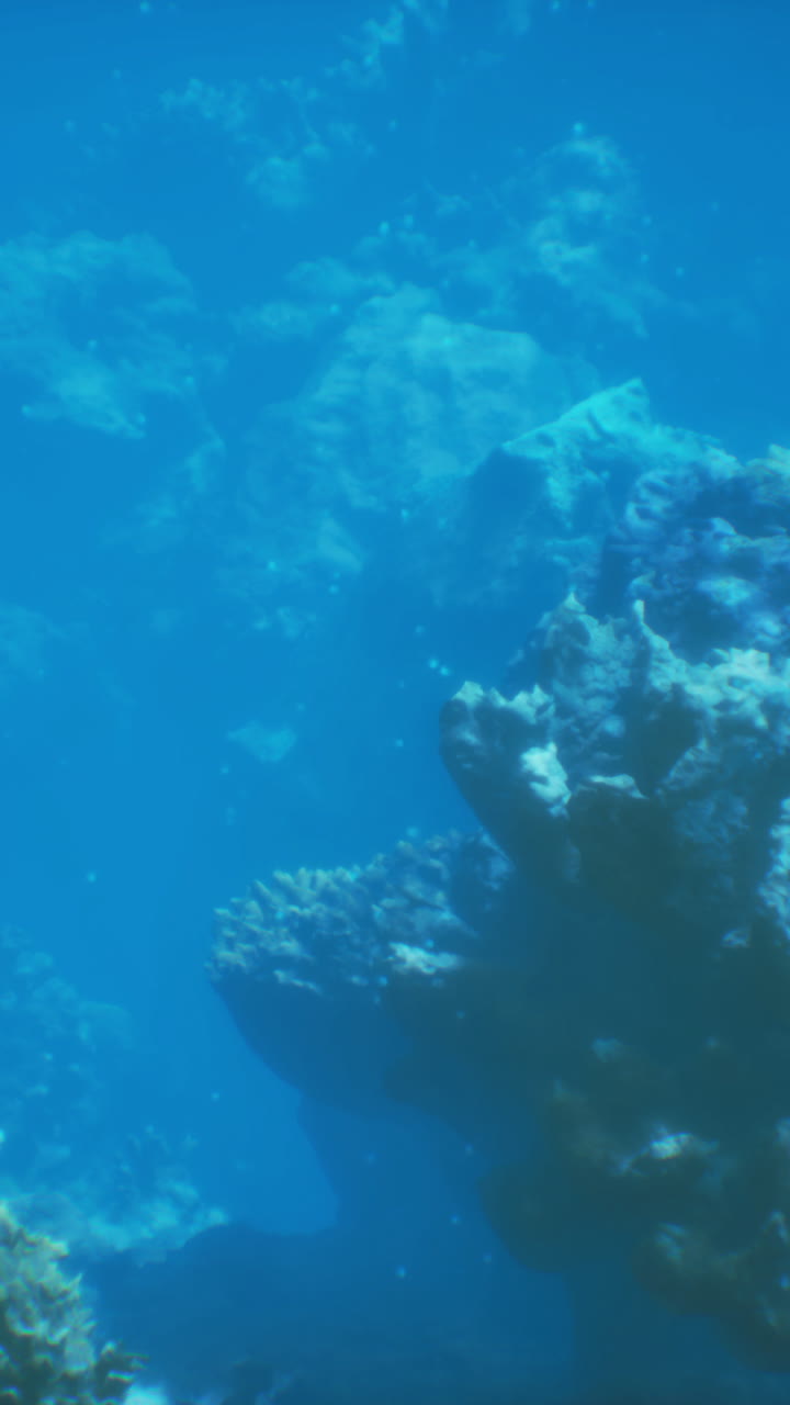 arrecife de coral submarino con peces