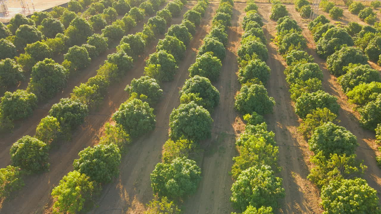 sistema de riego alineado con huerto de árboles de mango visto desde un dron