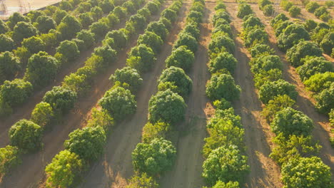 Mangobaum-Obstgarten-ausgerichtetes-Bewässerungssystem,-Von-Der-Drohne-Aus-Gesehen