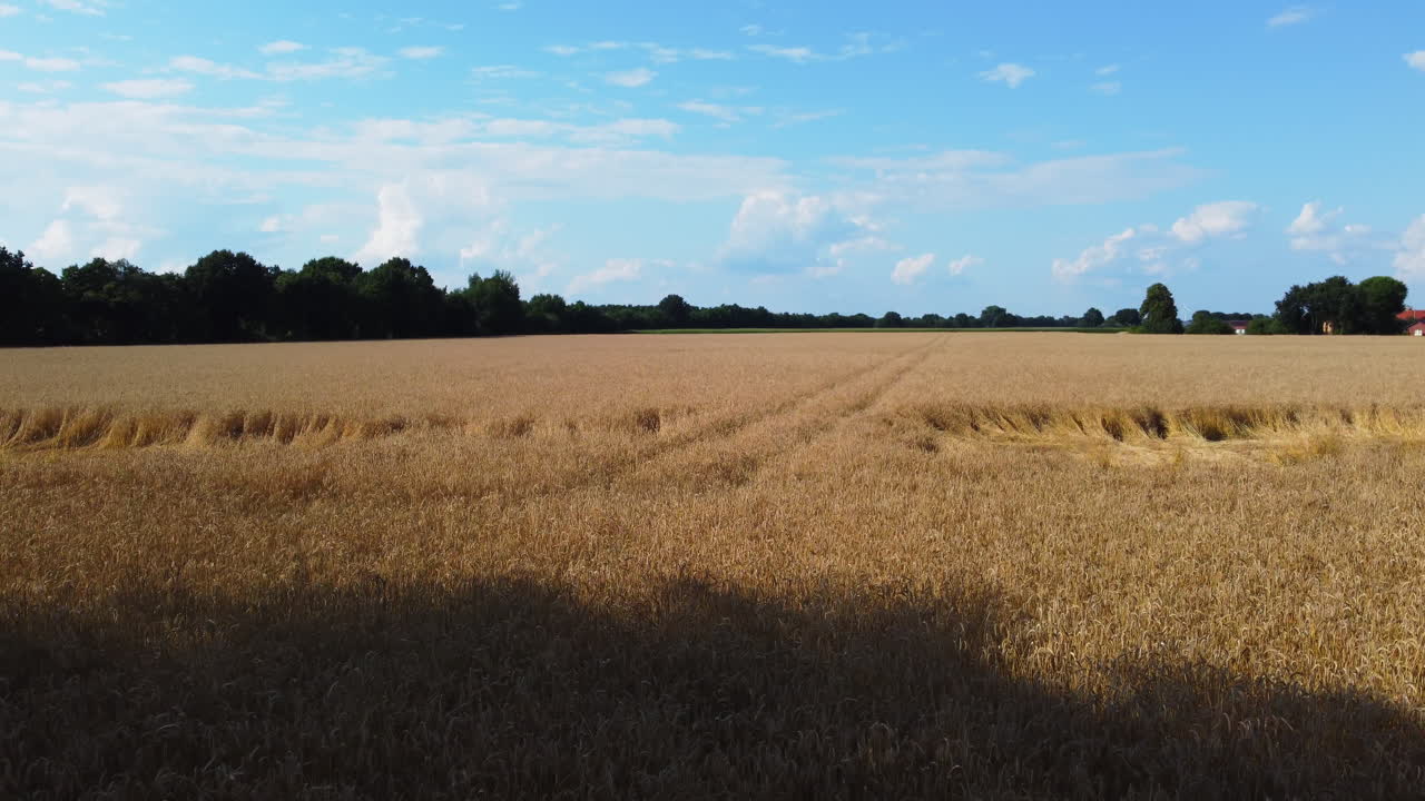 A wheat field being revealed by an upward movement, drone flight