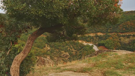 view of hillside road in olive tree landscape