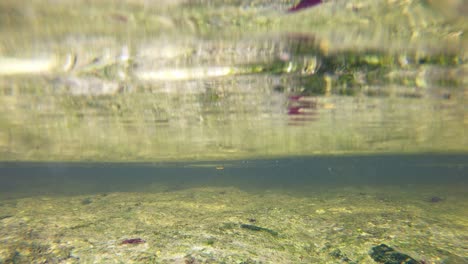 stationary time-lapse under water in a shallow section of the creek as the top two thirds is the water above flowing with the current
