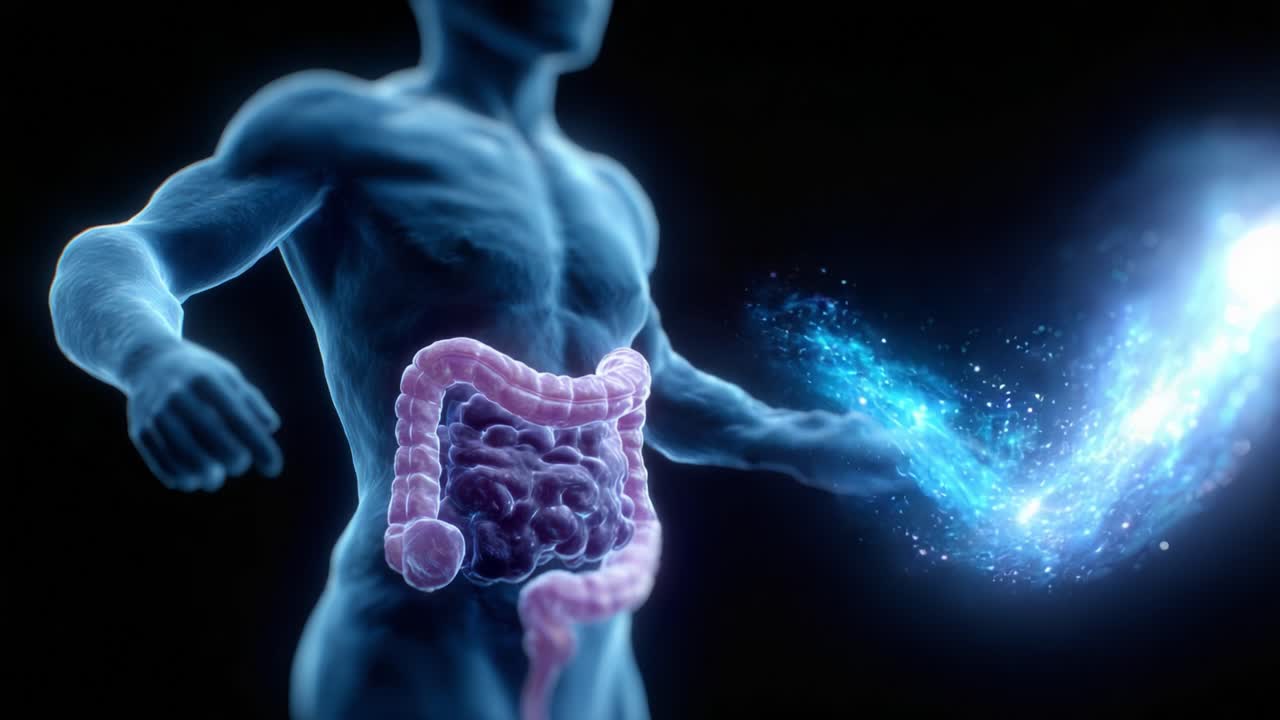 A Shimmering Visual Journey Through the Human Digestive System: Unveiling the Mysteries of the Gastrointestinal Tract and Its Role in Overall Health