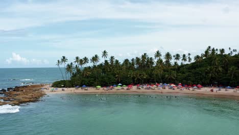 dolly out aerial drone shot of the popular tropical coquerinhos beach covered in umbrellas with tourists swimming in a natural pool in the atlantic ocean in conde, paraiba, brazil