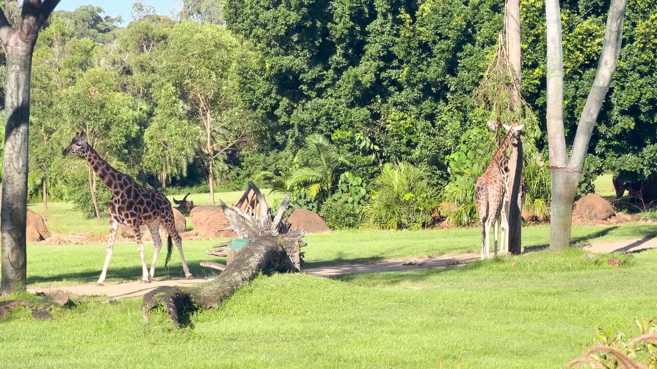 Zwei Giraffen gehen und fressen tagsüber Blätter in einem sonnigen, grünen Savannengehege.