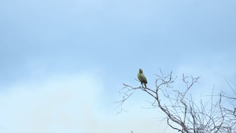 parrot sits quietly on a branch of a towering tree, surrounded by mist, its colorful feathers contrasting with the foggy air