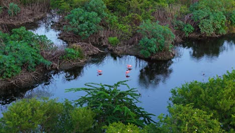 Drone-dolly-to-reveal-flamingo-flock-in-mudflat-waters-of-Caribbean-island