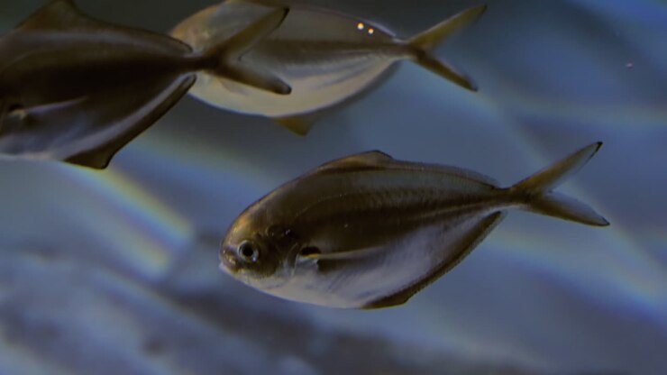 School Of Atlantic Bumper Fish Inside The Aquarium In Monterey Bay Aquarium, Monterey, California