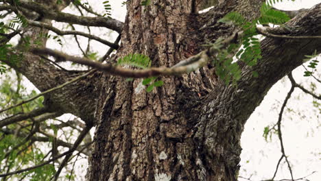 immersive close-up view of a majestic wood tree, capturing its grandeur from the base to the towering top in the enchanting forest