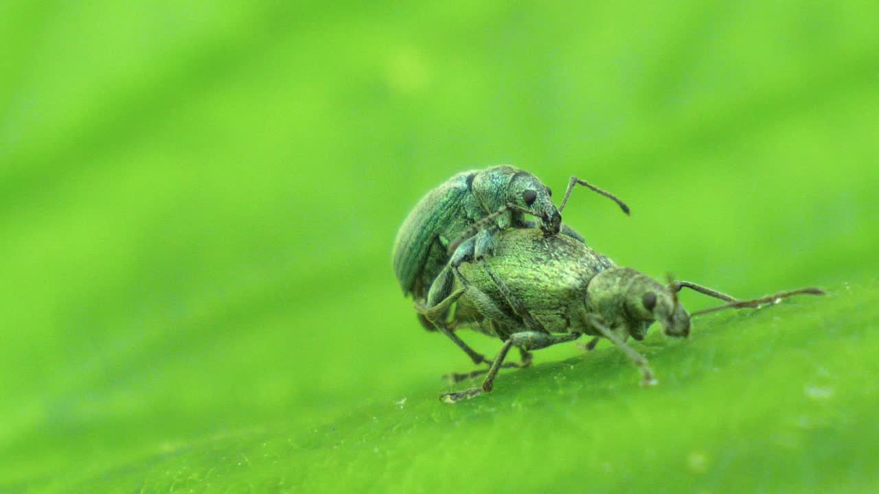 두 마리의 작은 녹색 딱정벌레가 느린 동작으로 녹색 잎에 짝짓기, 매크로 샷