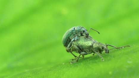 deux petits coléoptères verts s'accouplent sur un congé vert au ralenti, macro shot