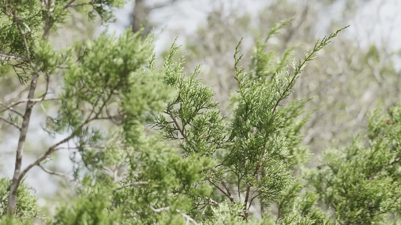 Nature scene of Ash Juniper Tree branches, protected habitat in Texas Hill Country
