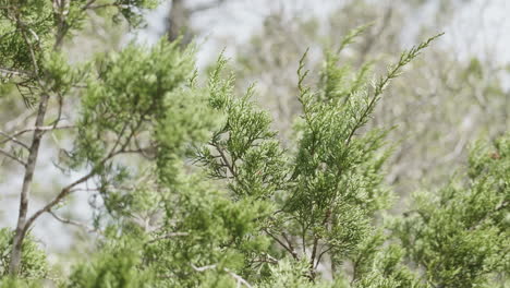 nature scene of ash juniper tree branches, protected habitat in texas hill country
