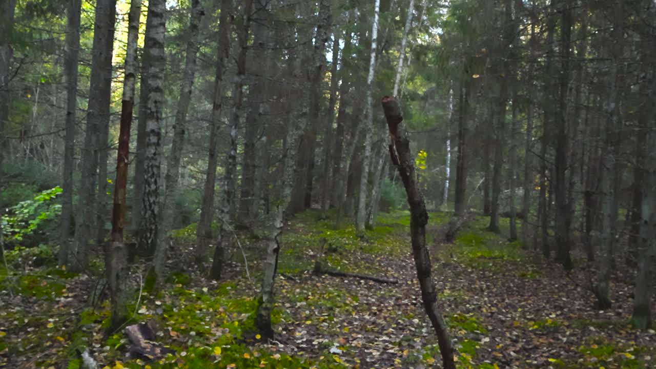 FPV or first person view of walking in a scary and spooky autumn forest with fallen leaves and green moss on the ground. Sun is shining in the distance and trees are fallen on the road. POV footage.