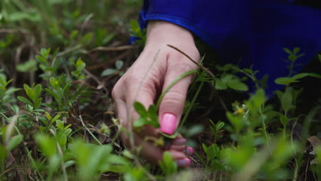 women's-hands-close-up-pluck-medicinal