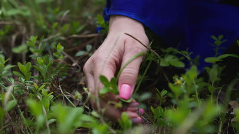 women&#039;s hands close-up pluck medicinal