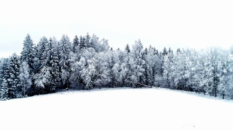 Vuelo-Lento-Sobre-Las-Copas-De-Un-Bosque-De-Coníferas-Cubierto-De-Escarcha-Y-Nieve-A-Plena-Luz-Del-Día-En-Invierno