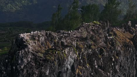 birds on a rocky outcrop, tropical island scene