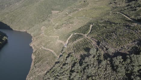 Imágenes-Aéreas-De-Un-Viñedo-En-Una-Colina-Junto-Al-Río,-Cañón-Del-Sil,-España