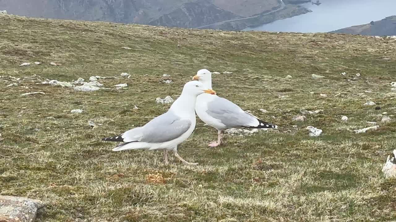 Gulls rest on Y Garn summit with sweeping view of Snowdonia mountains, deep valley cliffs, and lake below, capturing peaceful highland moment under soft daylight in national park