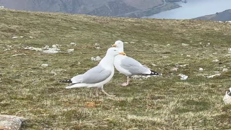 gulls rest on y garn summit with sweeping view of snowdonia mountains, deep valley cliffs, and lake below, capturing peaceful highland moment under soft daylight in national park