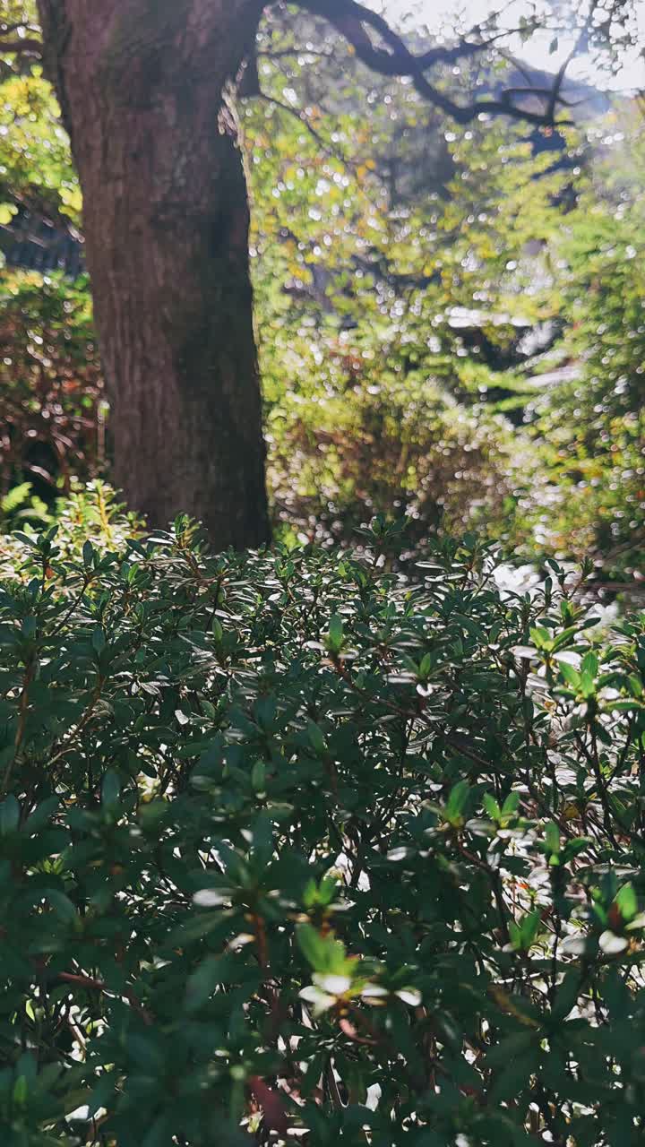 la luz del sol filtrándose a través de un exuberante jardín forestal