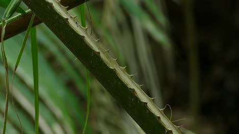 Aloe-branch-in-close-up-tilt-view-with-jungle-background