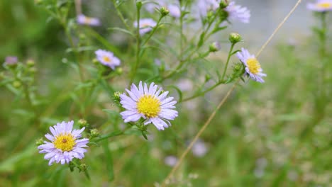 primer plano de las flores del aster tártaro en la naturaleza