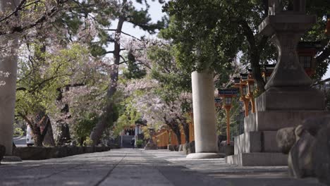 Spring-at-Japanese-Temple,-Sakura-Petals-and-Trees-on-Warm-Japan-Day