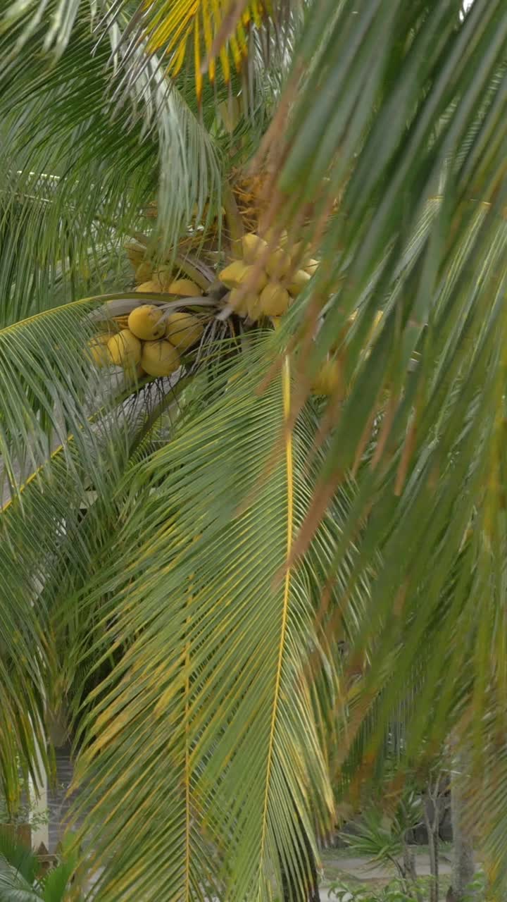 Coconut Palm Tree with Green Coconuts Swaying in the Wind