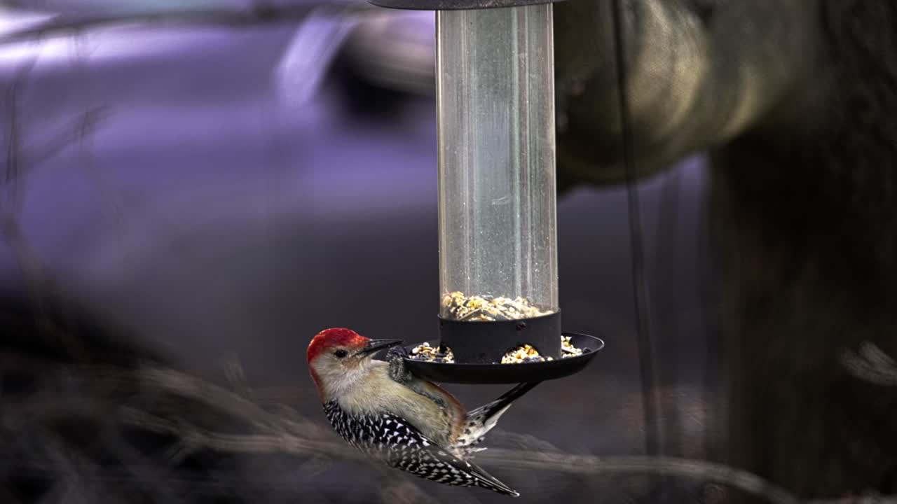 Male red-bellied woodpecker hanging from a backyard feeder and eating seeds during winter