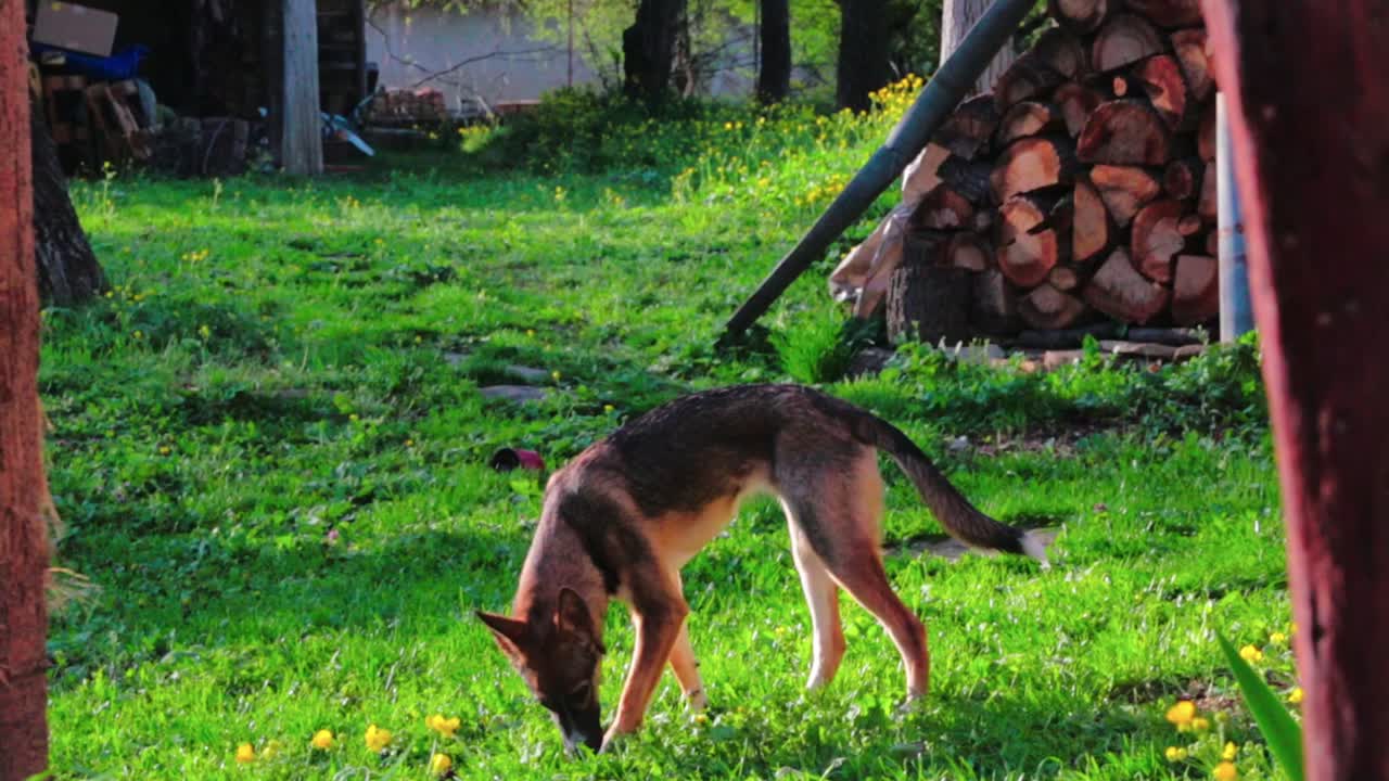 A dog looking around in a backyard