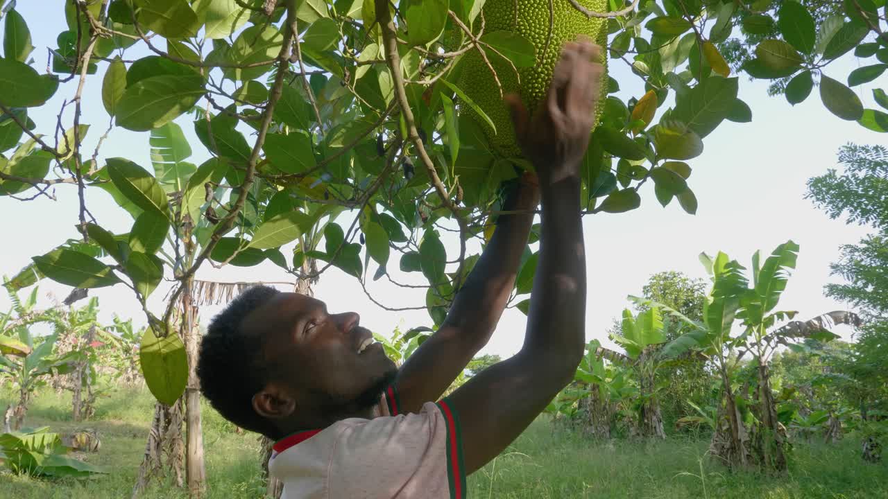 손바닥으로 잭 과일을 두드려 먹을 준비가 되었는지 확인하는 아프리카 남자의 클로즈업 샷