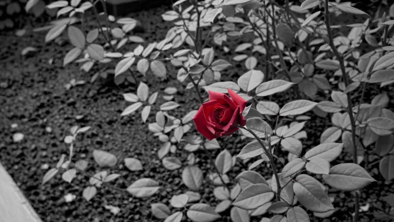 A vibrant red rose in focus against a black-and-white background, captured at eye level